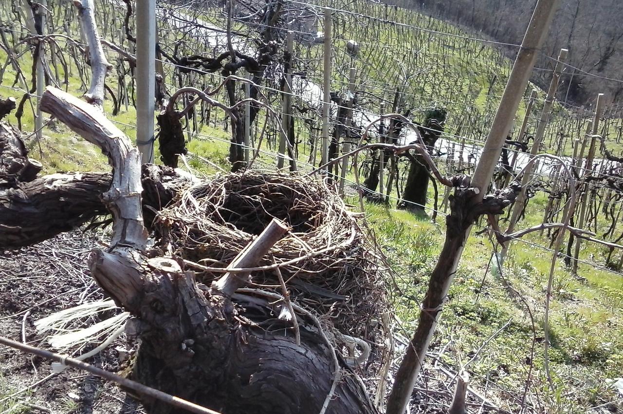 Azienda Agricola Campion Valdobbiadene Buitenkant foto